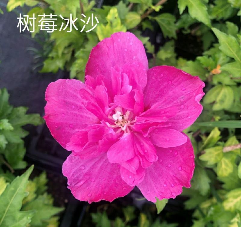 木槿花卉盆栽树苗蓝莓冰沙紫玉薰衣草雪纺重瓣耐热