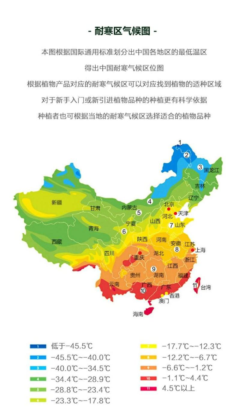 木槿花卉盆栽树苗蓝莓冰沙紫玉薰衣草雪纺重瓣耐热