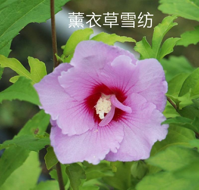 木槿花卉盆栽树苗蓝莓冰沙紫玉薰衣草雪纺重瓣耐热