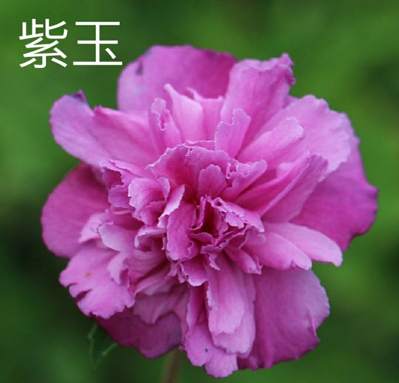 木槿花卉盆栽树苗蓝莓冰沙紫玉薰衣草雪纺重瓣耐热