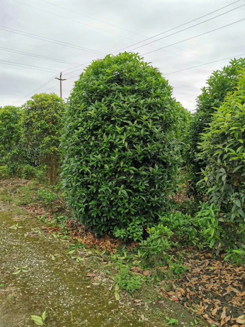 地笼桂花树供应欢迎老板选购，具体情况详谈