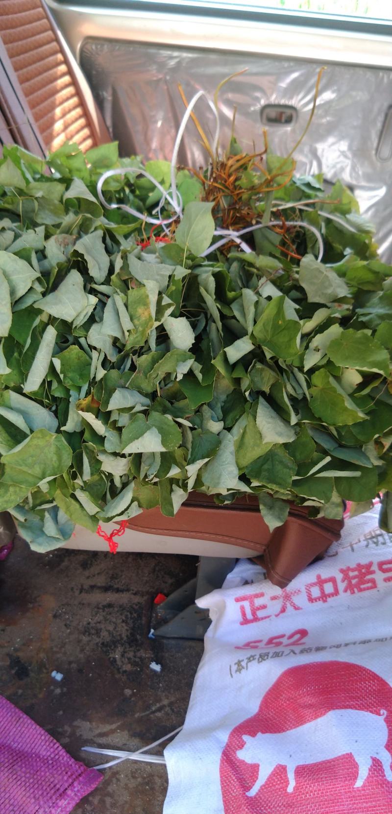 秦岭道地药材纯野生小叶淫羊藿现货供应
