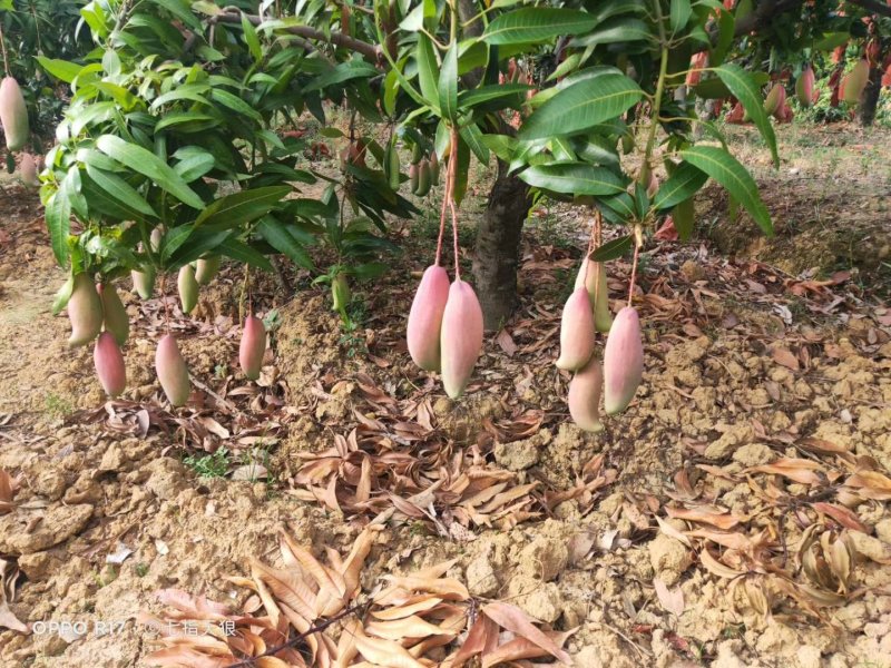 芒果凯特芒果黄袋，保证一级货