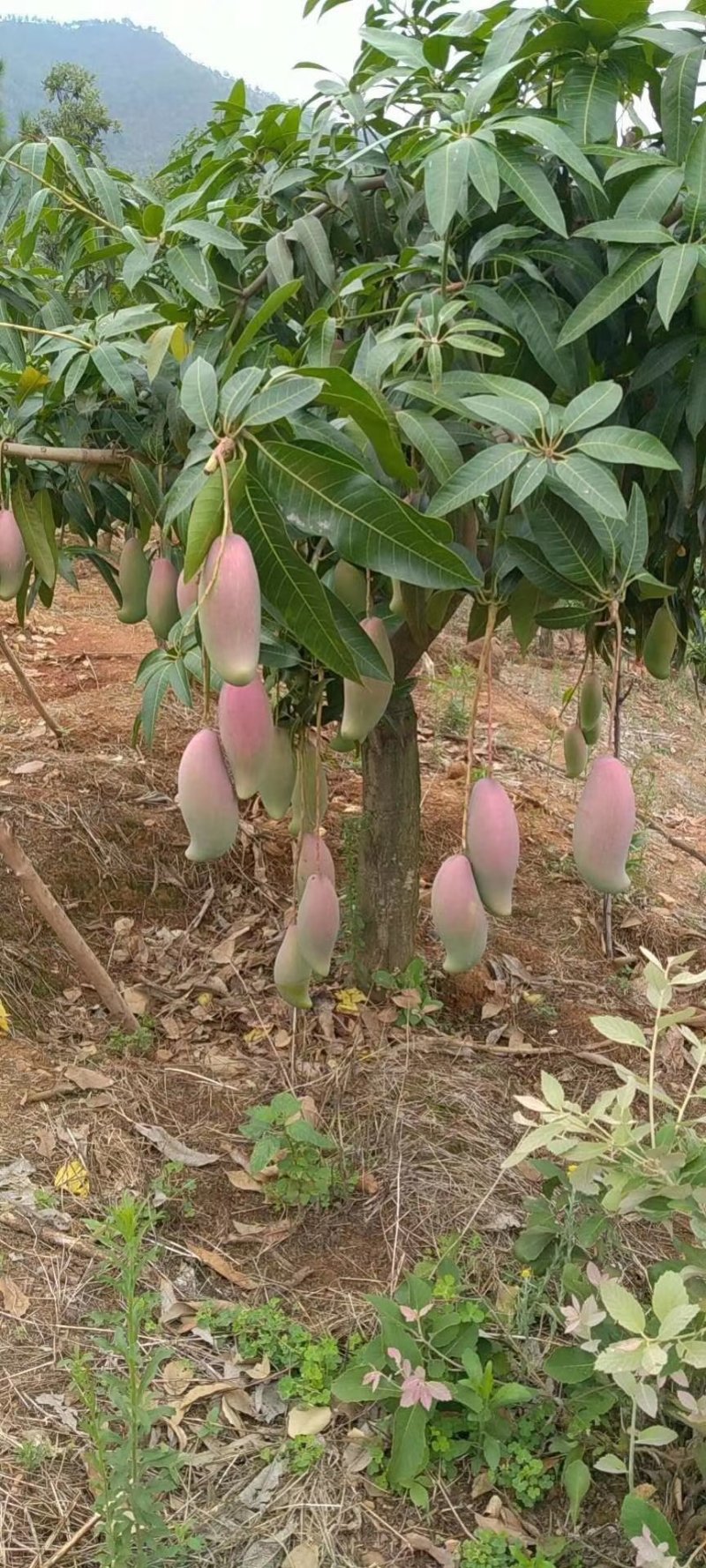 芒果凯特芒果黄袋，保证一级货