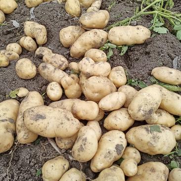 土豆.新疆土豆.产地种植.量大从优。