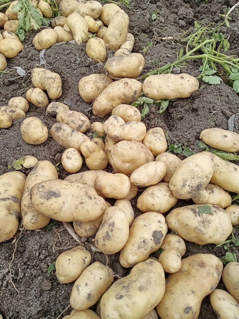 土豆.新疆土豆.产地种植.量大从优。