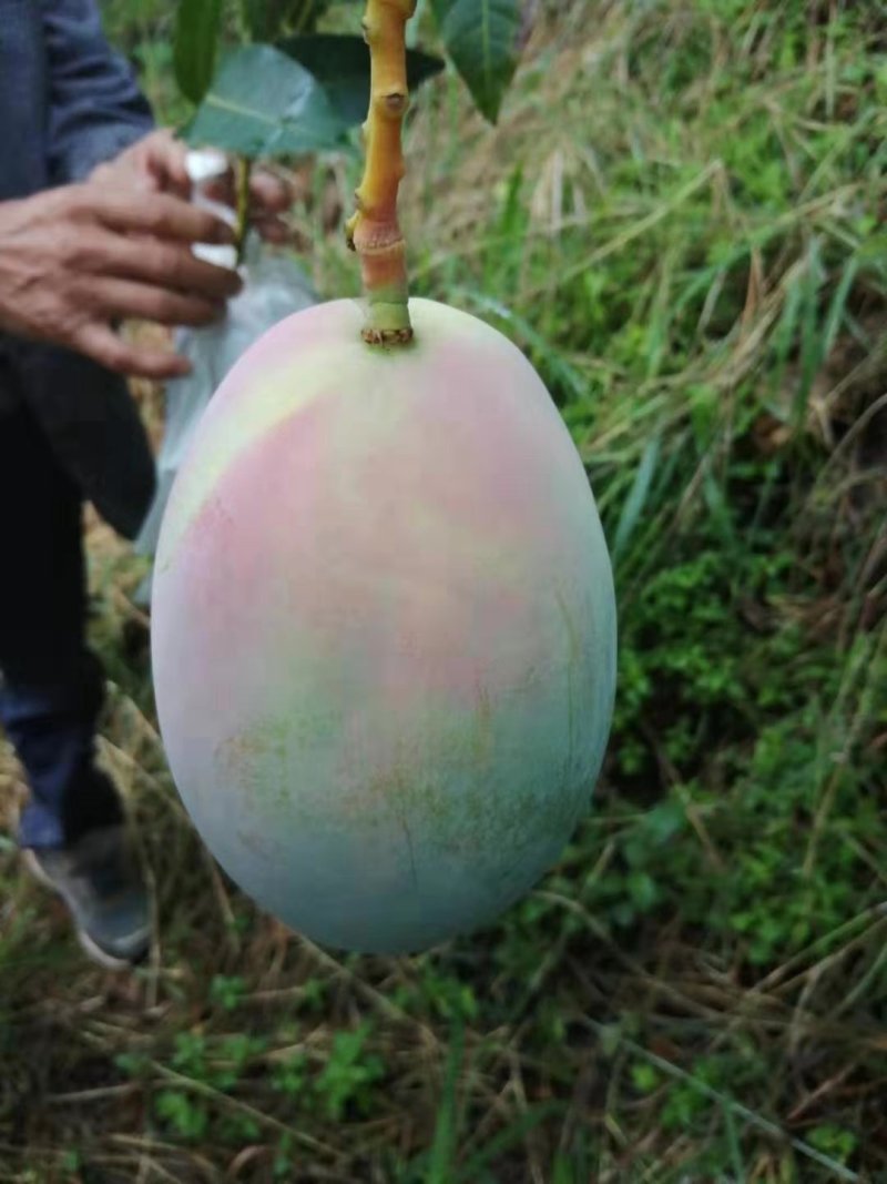 芒果凯特芒果黄袋，红像牙芒果