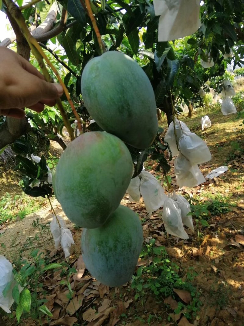 芒果凯特芒果黄袋，红像牙芒果