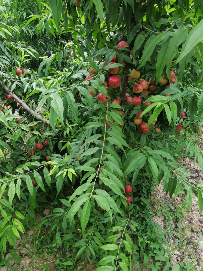 珍珠枣油桃