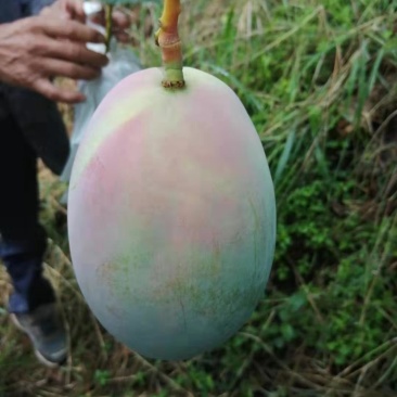 芒果芒果凯特芒果黄袋白袋，