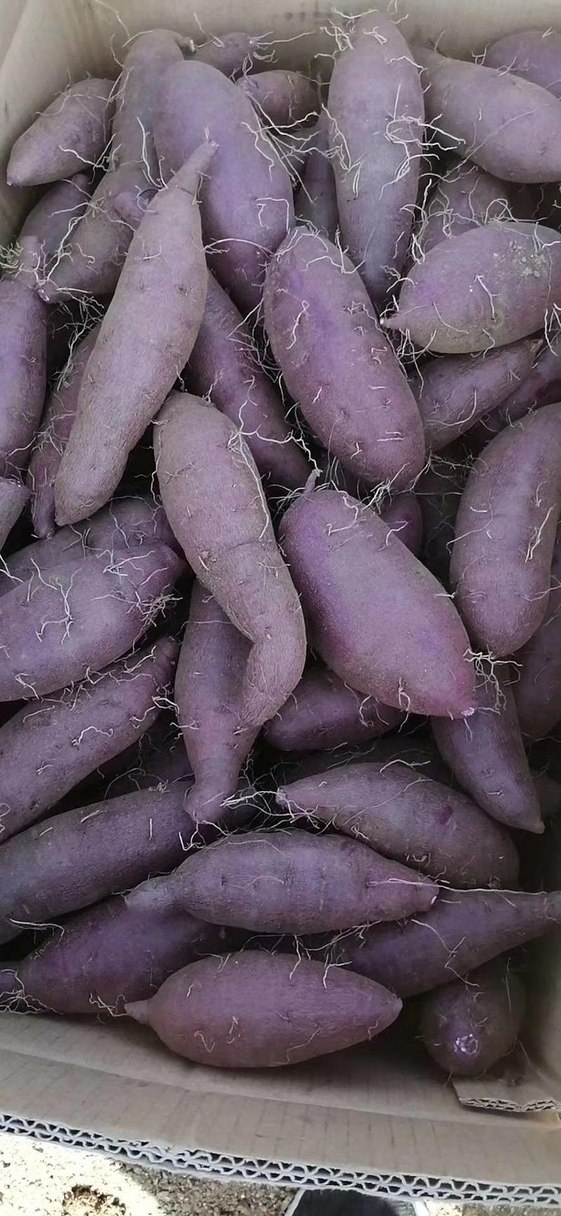 电商紫薯紫罗兰紫薯产地直销颜色鲜艳皮毛光滑