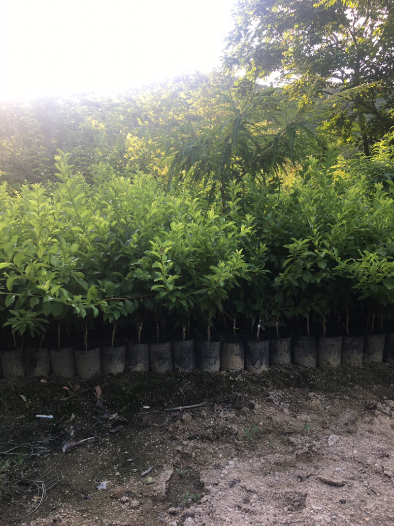 双华李苗(价格实惠，量大从优)长期供应各种苗木