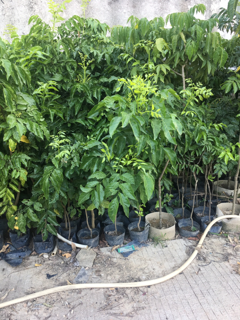 黄皮苗(价格实惠，量大从优)长期供应绿化苗木