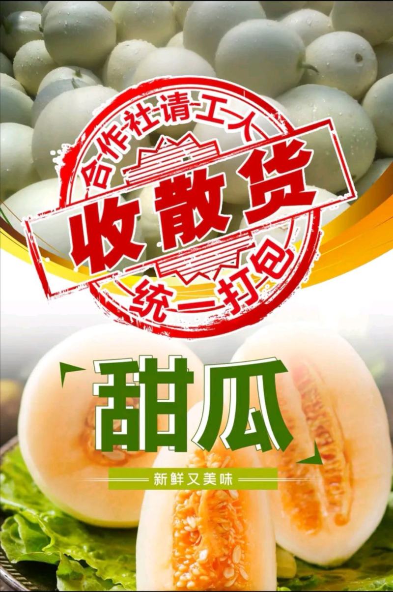 西州蜜（晓蜜25）宁波台州产地种植：大量有货