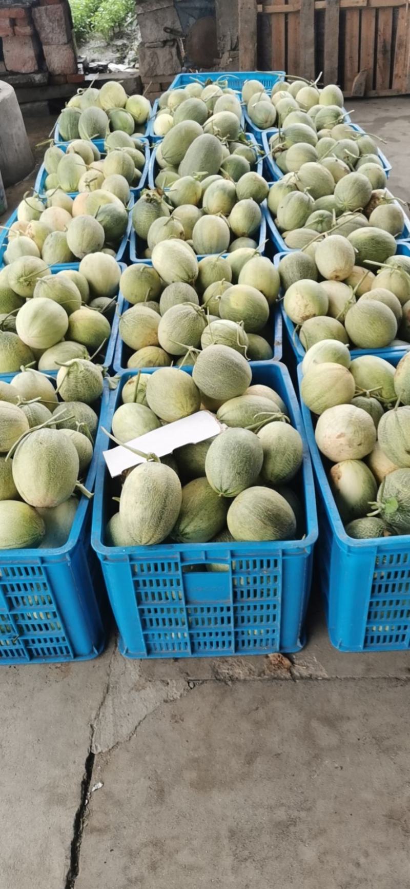 西州蜜（晓蜜25）宁波台州产地种植：大量有货