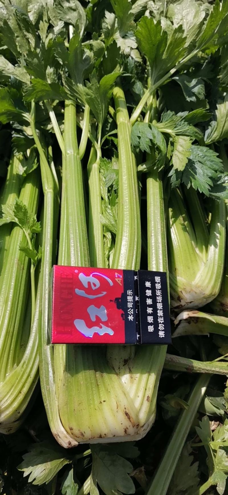 河北张北万亩产地直供西芹，品质保证，专业代购，走好每一