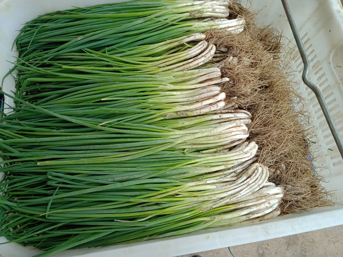 欧美超市冷藏区陈列的不同green onion产品,左侧为带根须的束装小葱(Label: Green Onions - Bunched Scallions),右侧为去根切段的塑料盒装产品(Label: Chopped Spring Onions),背景可见中文标签‘小葱’字样 超市货架上的green onion包装产品对比