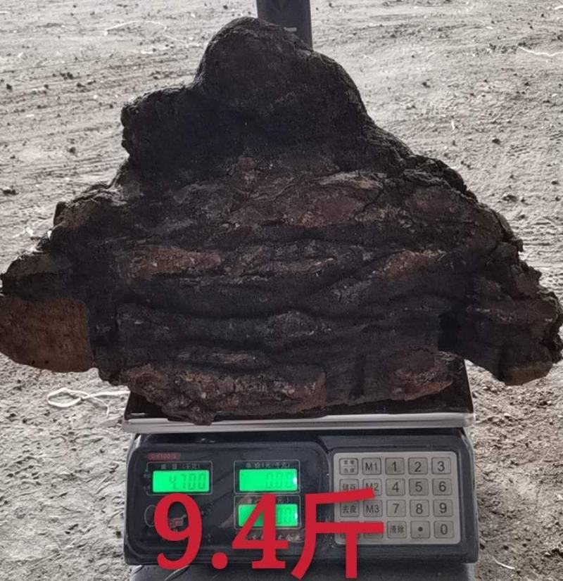 俄罗斯西伯利亚原包货，九斤以上大块