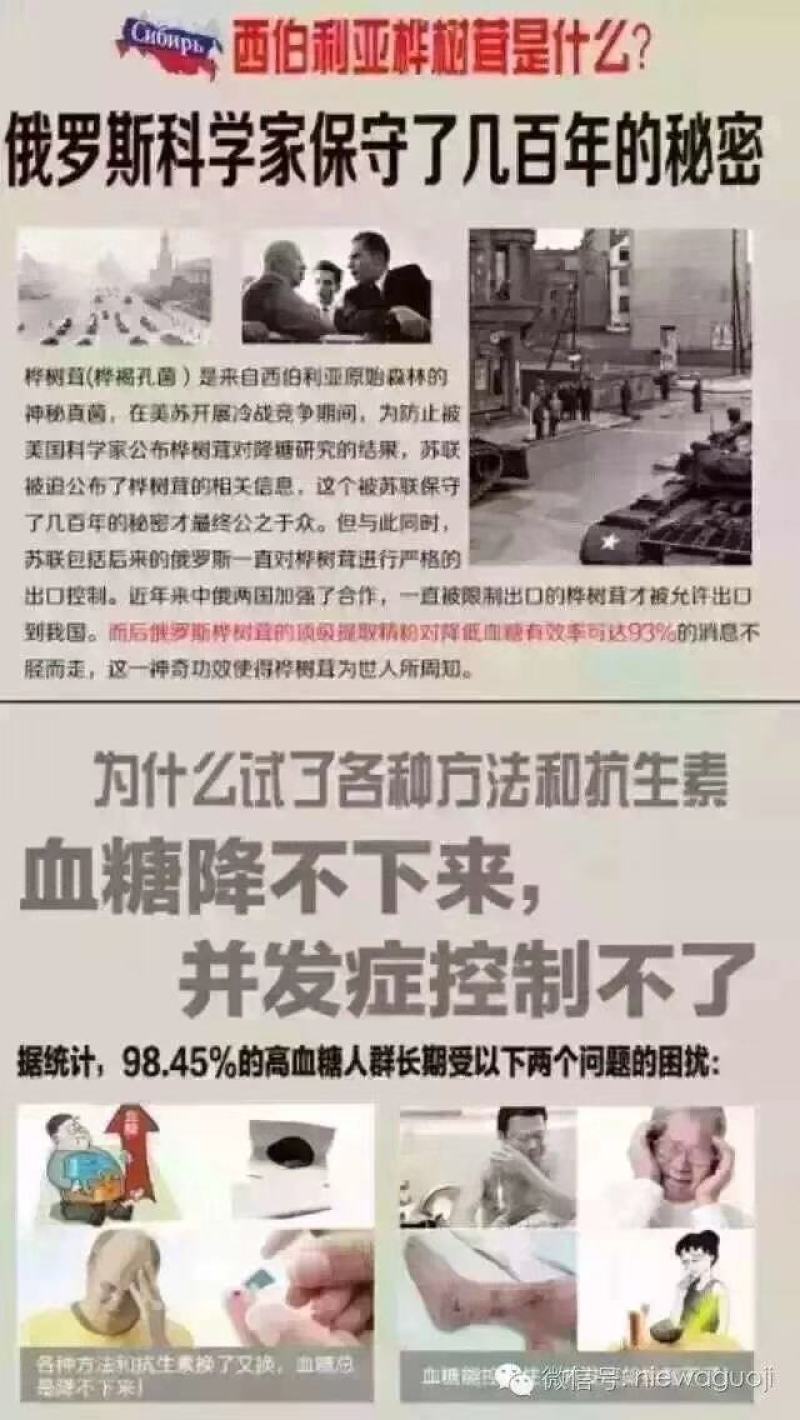 俄罗斯原始森林超大桦树茸