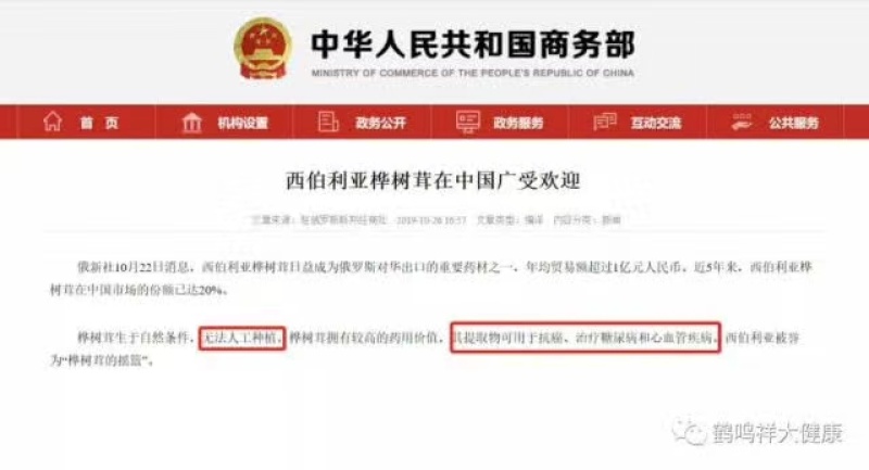 俄罗斯原始森林超大桦树茸