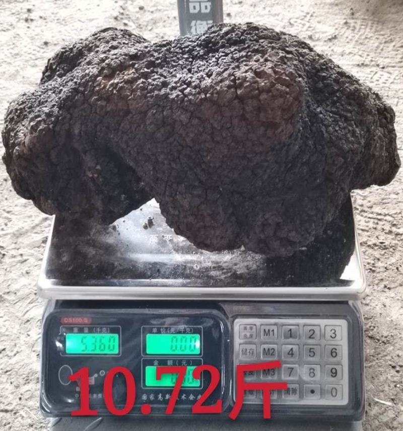 俄罗斯原始森林超大桦树茸