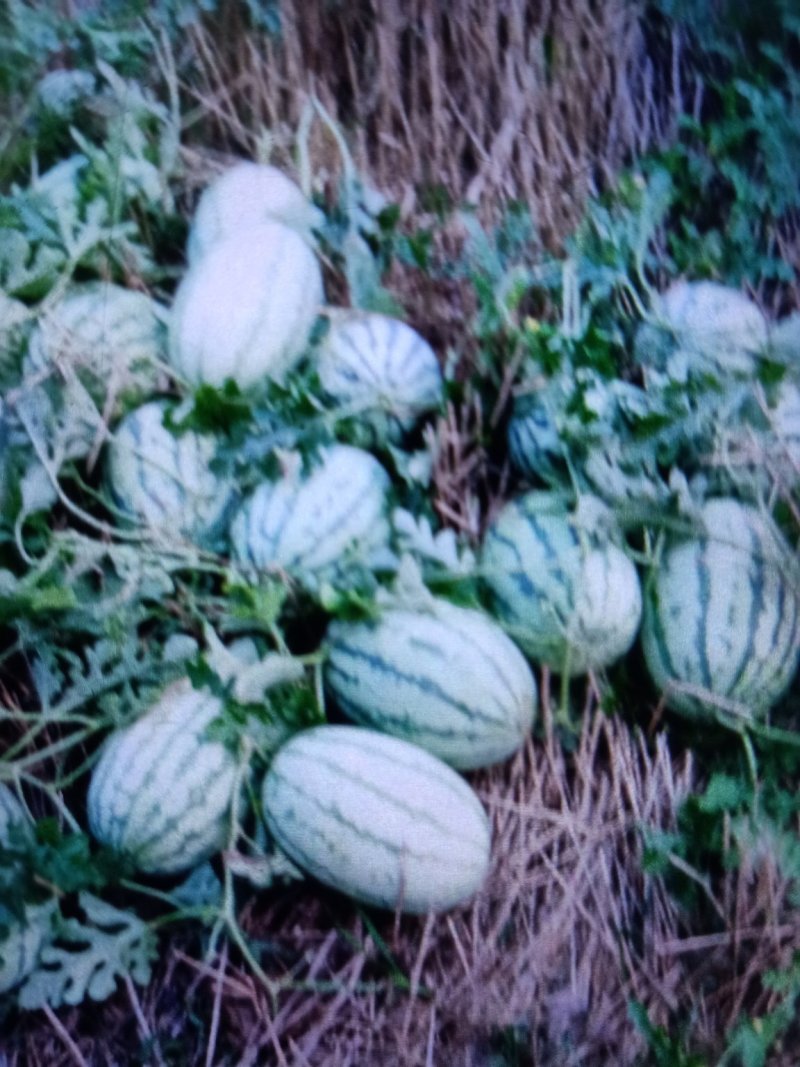 西农八号口感好瓜行好看