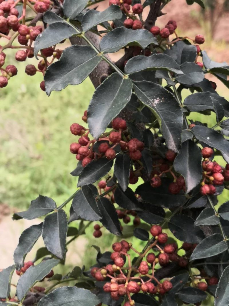 富平优生区花椒（鲜，干）:色漂亮味香麻价便宜
