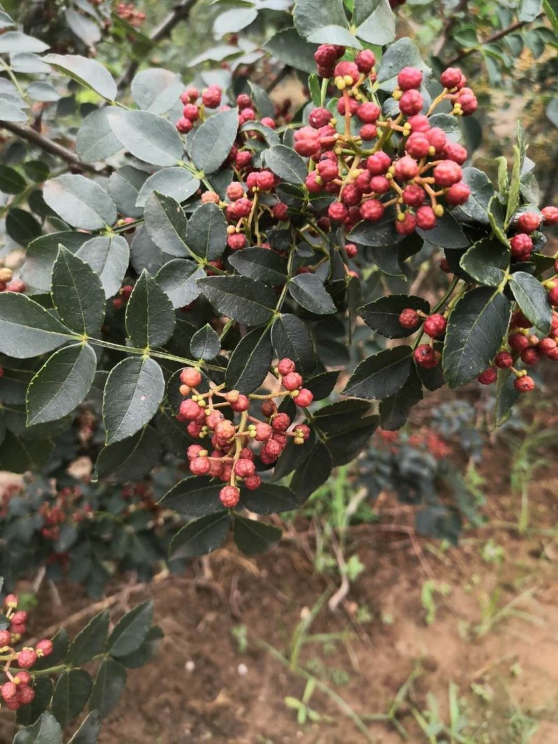 富平优生区花椒（鲜，干）:色漂亮味香麻价便宜