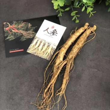 长白山新鲜人参，产地直发，现挖现卖