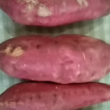 西瓜红红薯