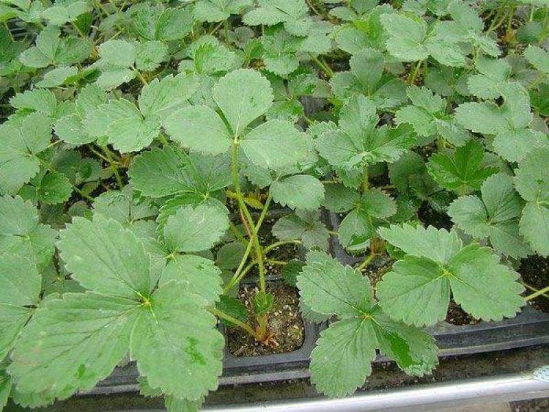 红颜草莓苗巧克力草莓苗基地，直供各种优质草莓苗