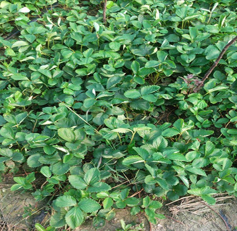 红颜草莓苗巧克力草莓苗基地，直供各种优质草莓苗