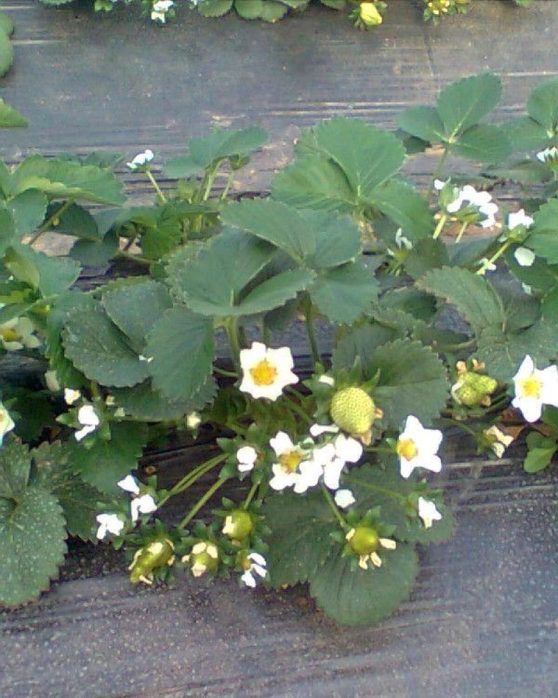 甜宝草莓苗奶油草莓苗基地，无水淹，无病害，纯度高