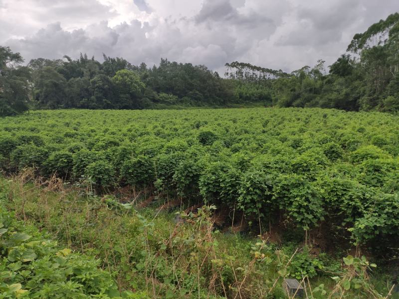 深山野生葛根花代用茶