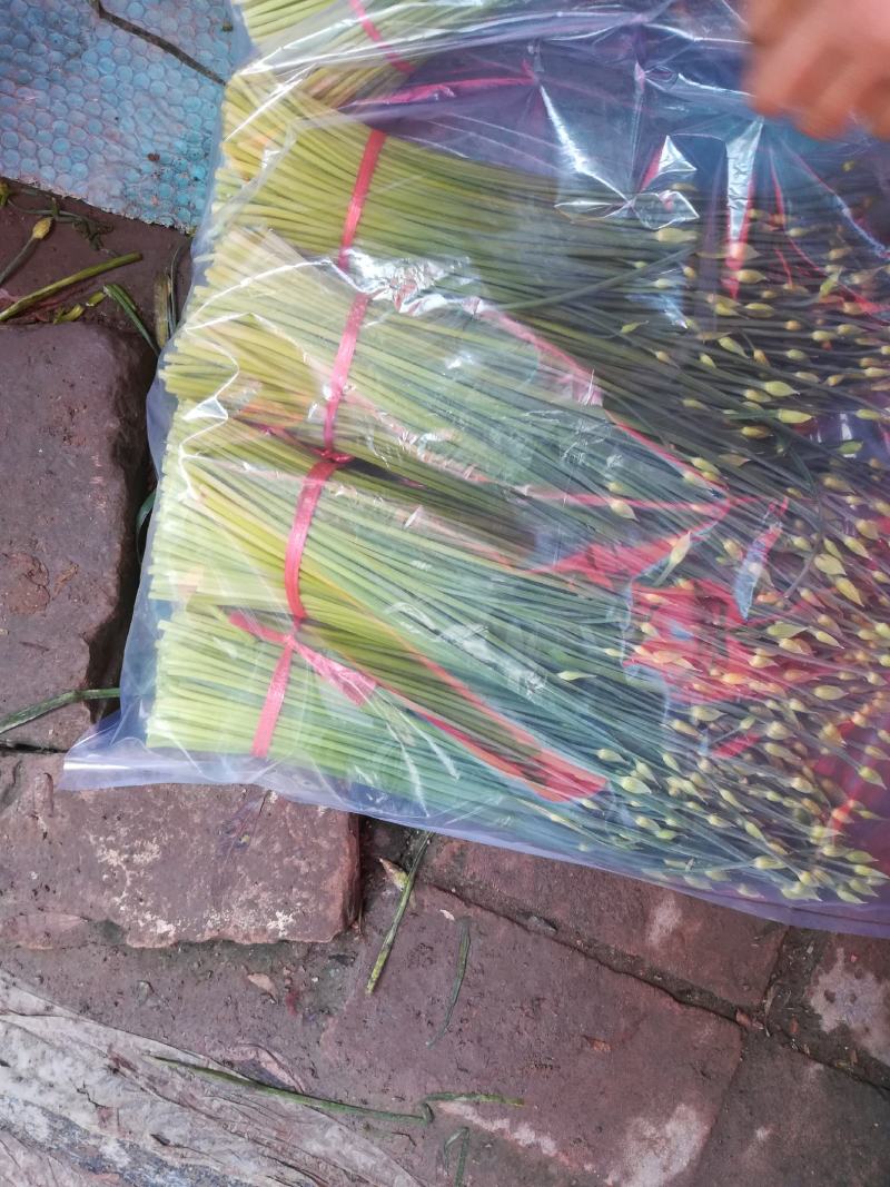 万亩韭菜基地精品韭苔货源稳定诚寻合作质量保证