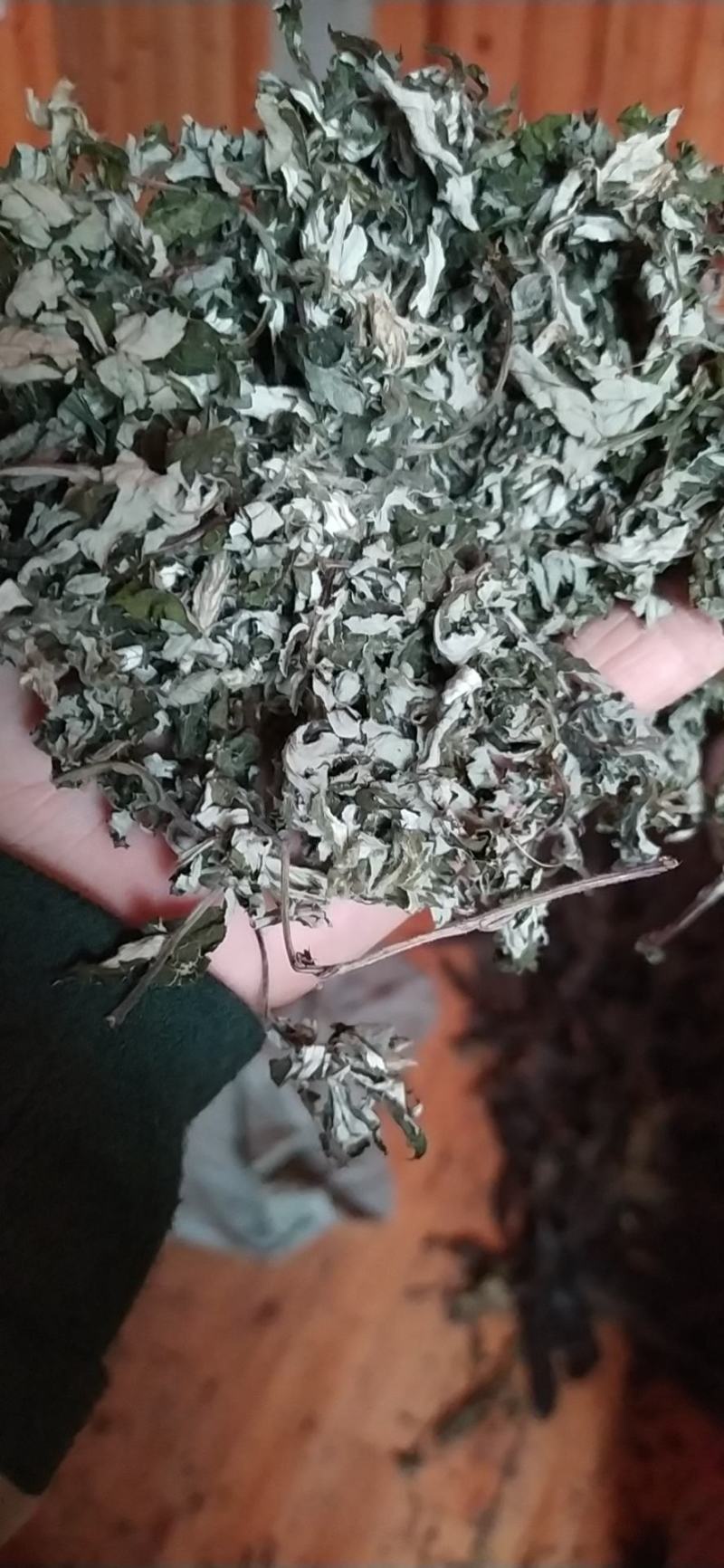 贵州铜仁野生无硫小艾叶干货白蒿艾草色青纯叶产地直发