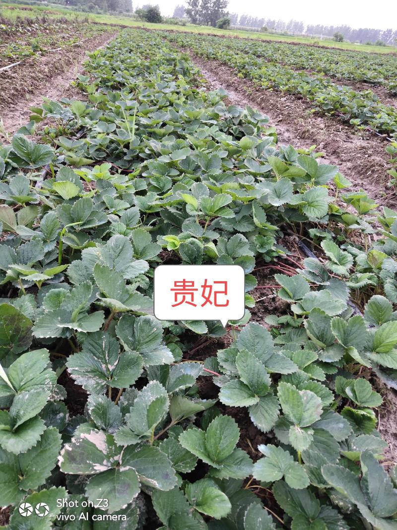 天仙醉贵妃草莓苗【各品种齐全】根壮茎粗免费技术指导