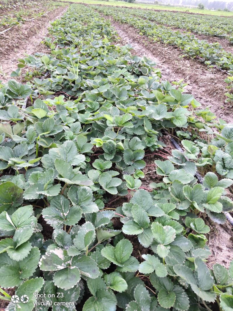 天仙醉贵妃草莓苗【各品种齐全】根壮茎粗免费技术指导