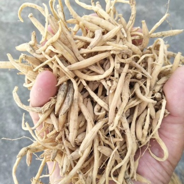 福鼎自家种植太子参统货产品直接供货