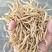 福鼎自家种植太子参统货产品直接供货