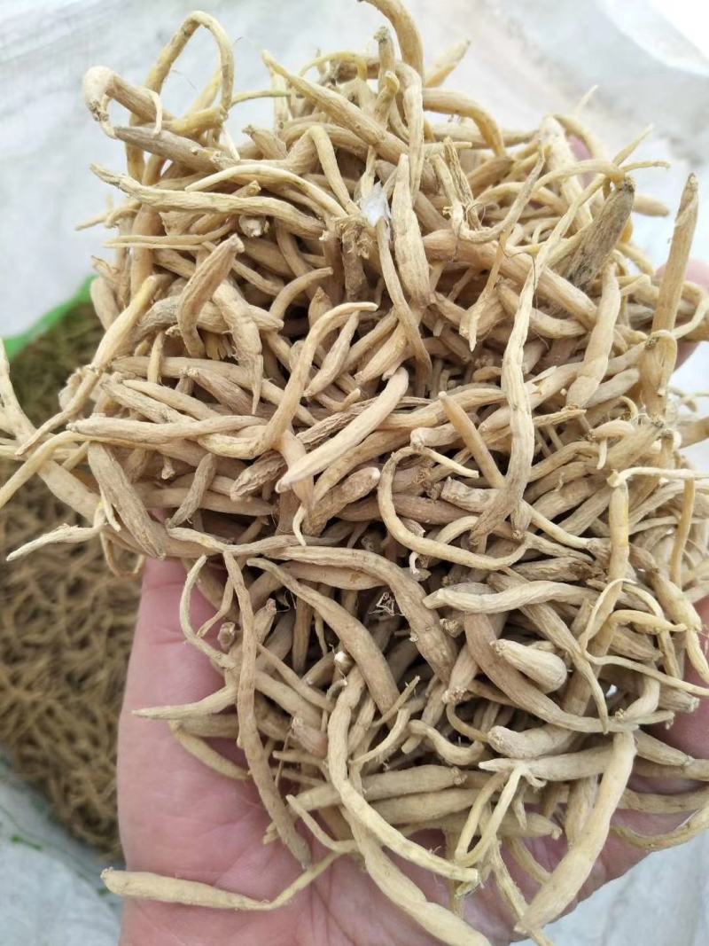 福鼎自家种植太子参统货产品直接供货