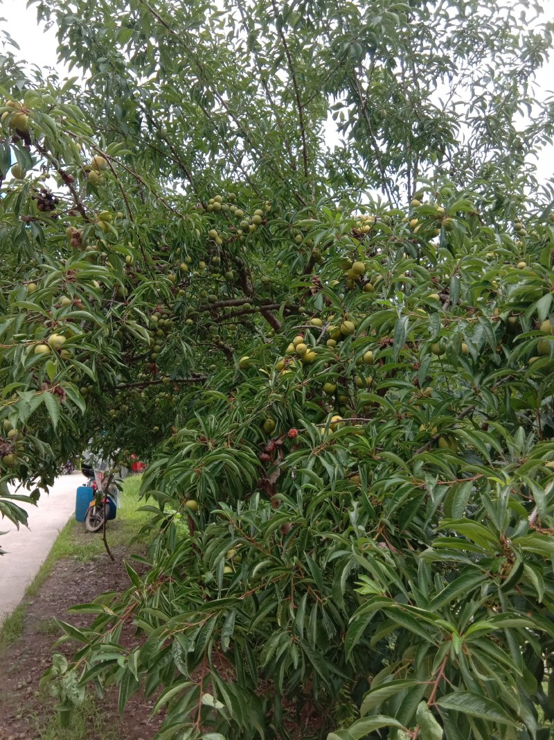 李子，农户李子，无农药，无化肥