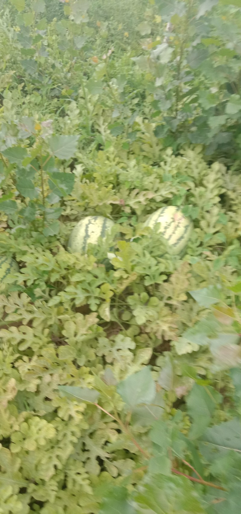 大西瓜六百亩