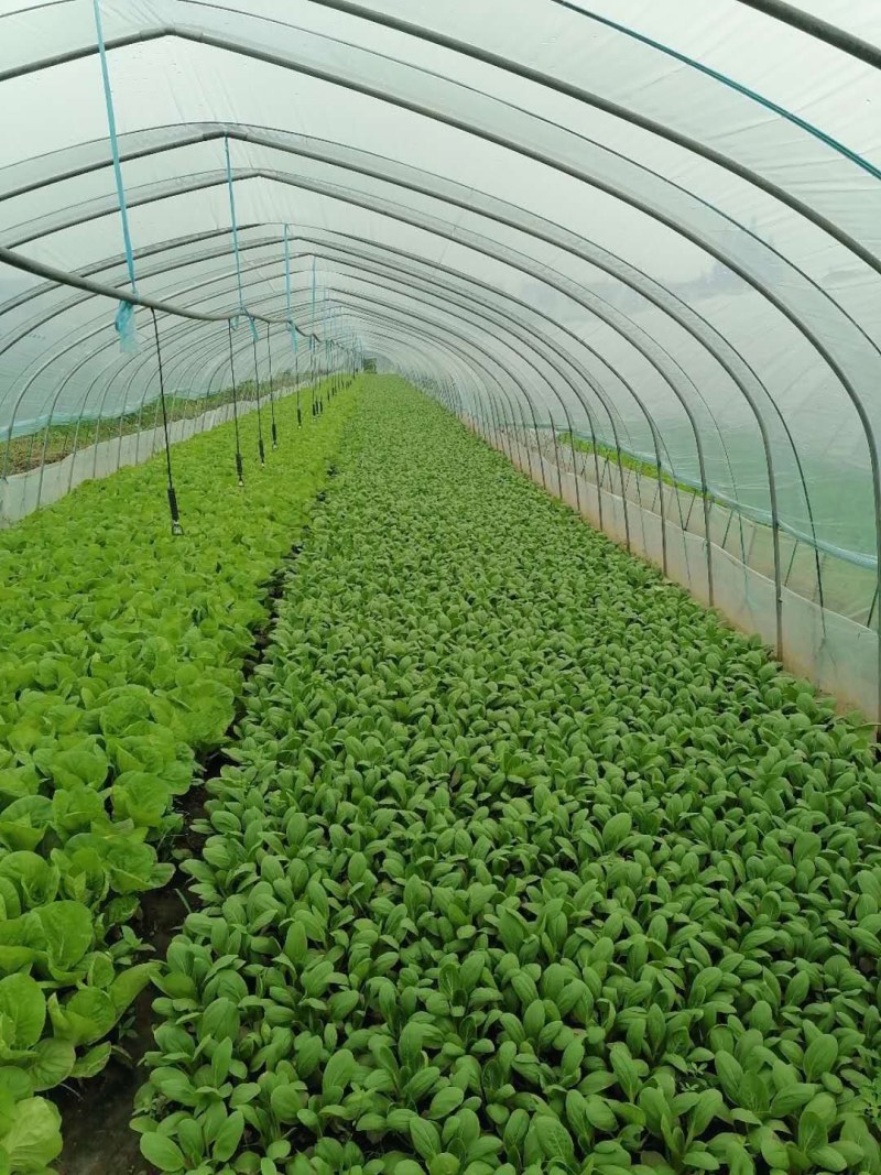 优质青菜，白菜，质量上乘，品质有保障