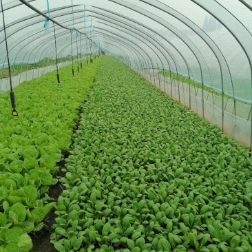 优质青菜，白菜，质量上乘，品质有保障