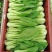 优质青菜，白菜，质量上乘，品质有保障