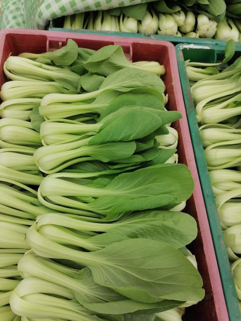 优质青菜，白菜，质量上乘，品质有保障