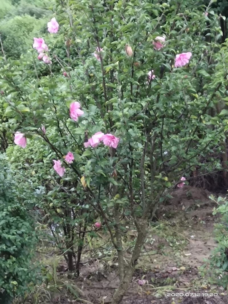 木槿，独杆木槿，丛生木槿常年低价大量销售