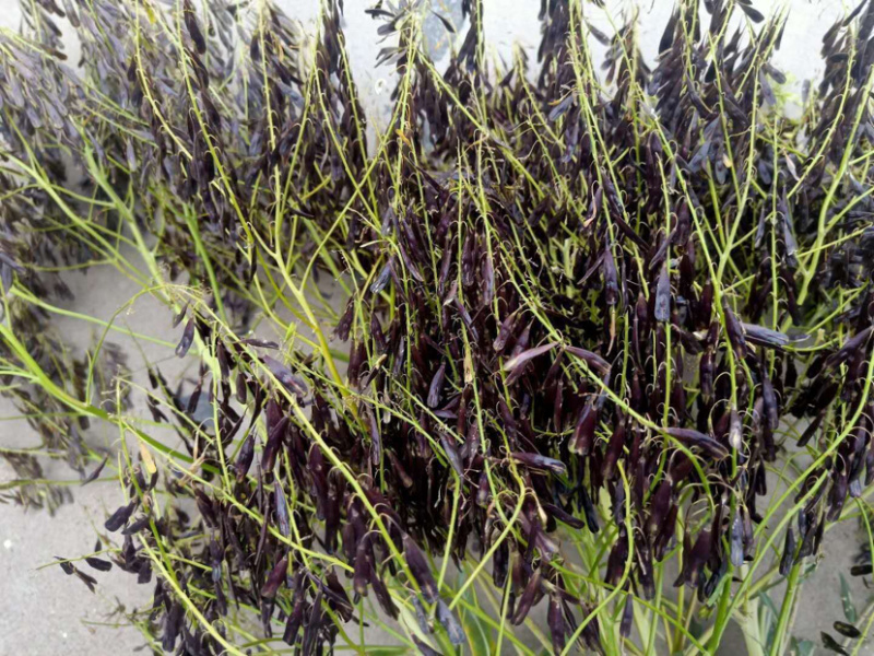 板蓝根出芽率达到95%可以签订单合同包客户回收