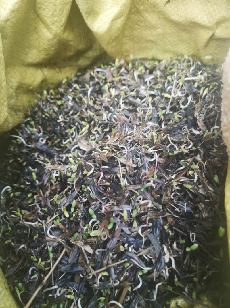 板蓝根出芽率达到95%可以签订单合同包客户回收